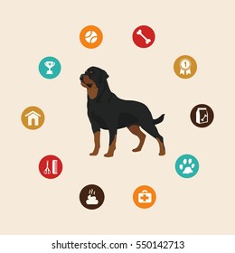 Dog rottweiler infographic illustration vector icons set.