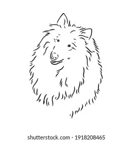 Dog Rough Collie isolated on White background. Vector illustration. collie, vector sketch on a white background