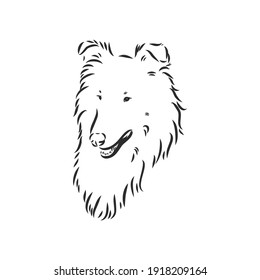 Dog Rough Collie isolated on White background. Vector illustration. collie, vector sketch on a white background