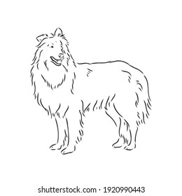 Dog Rough Collie isolated on White background. Vector illustration. collie, vector sketch on a white background