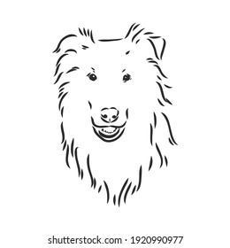 Dog Rough Collie isolated on White background. Vector illustration. collie, vector sketch on a white background