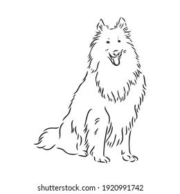 Dog Rough Collie isolated on White background. Vector illustration. collie, vector sketch on a white background