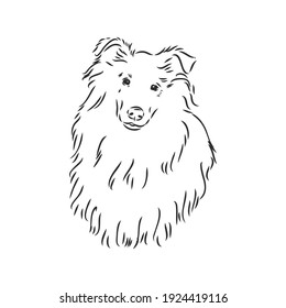 Dog Rough Collie isolated on White background. Vector illustration. collie, vector sketch on a white background