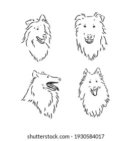 Dog Rough Collie isolated on White background. Vector illustration