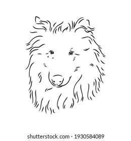 Dog Rough Collie isolated on White background. Vector illustration