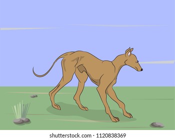 dog running, color, vector, Outdoors
