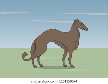 dog running, color, vector, Outdoors
