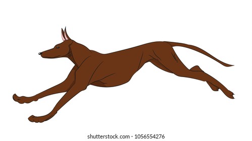 dog running, color, vector, white background