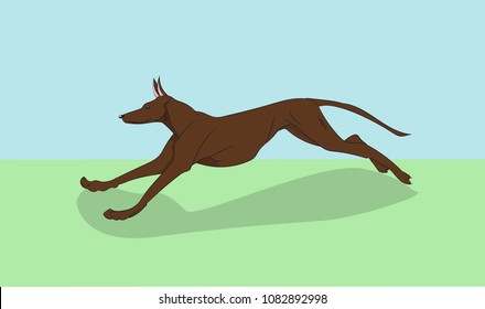 dog running, color, vector, white background