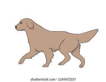dog running, color, vector, white background