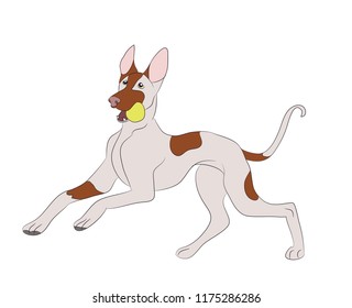 dog running color, vector, white background, vector