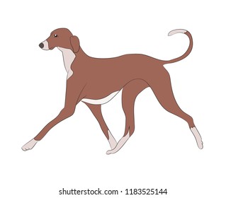 dog running color, vector, white background, vector