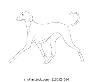 dog running lines, vector, white background, vector