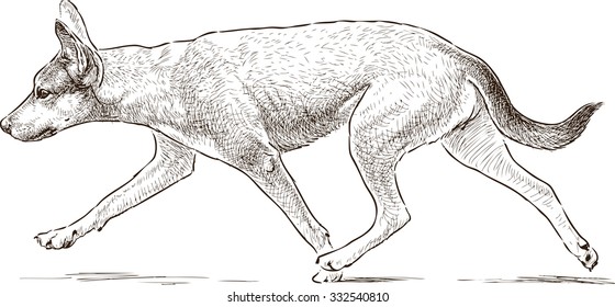 dog runs