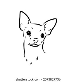 dog russian toy terrier hand drawn vector llustration realistic sketch