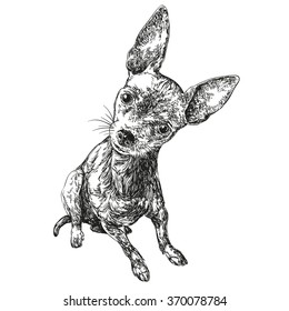 dog russian toy terrier hand drawn vector llustration realistic sketch