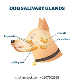 Dog salivary glands vector illustration. Animal anatomy educational scheme. Zoological diagram with inner organs location. Transparent veterinary zygomatic, sublingual, parotid and mandibular graphic.