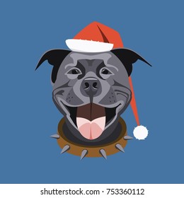 
dog in santa claus cap, pit bull, year of the dog