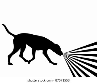 Dog and scents