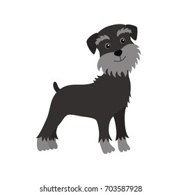 dog Schnauzer black