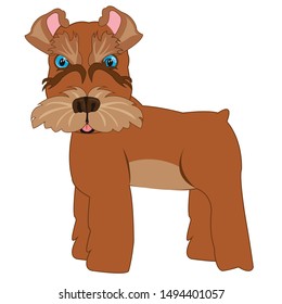 Dog schnauzer on a white background