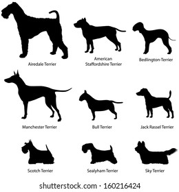 Dog set. Terrier collection. Dog breed vector silhouettes: Airdale Terrier,  American Staffordshire Terrier, Manchester Terrier, Bull Terrier, Jack Rassel, Scotch Terrier,  Bull Terrier, Sky Terrier.