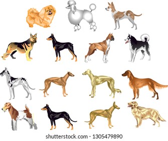 Dog Set, Various Dog, Boxer, Poodle, Peking, Sheperd, Setter, Terrier. Hound , Pet Animal - Vector Illustration