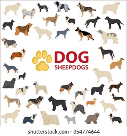 Dog Sheepdogs breeds. FCI dog, Cattle Dogs: Shepherd, Sheepdogs, Australian, Kelpie, Belgian, Wolfdog, German, Beauceron, Collie, Border, Corgi, English, Shetland, Kuvasz, Puli, Pumi, Mudi