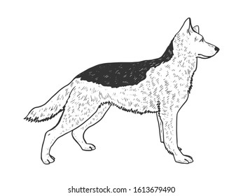 Dog shepherd animal sketch engraving vector illustration. T-shirt apparel print design. Scratch board imitation. Black and white hand drawn image.