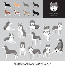 Dog Siberian Husky Grey Coat Cartoon Vector Illustration Color Variation Set