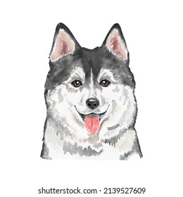 Dog Siberian Husky watercolor painting. Adorable puppy animal isolated on white background. Realistic cute dog portrait vector illustration