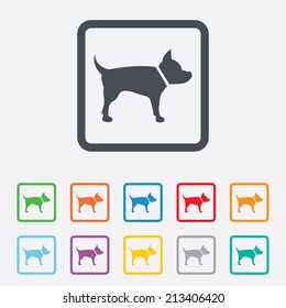 Dog sign icon. Pets symbol. Round squares buttons with frame. Vector