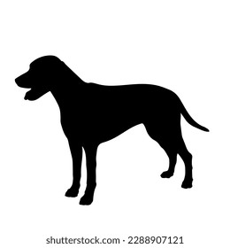  Dog silhouette. Pointer English Pet. Animal. Vector isolated. Dog breed