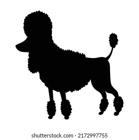 Dog Silhouette, Poodle Breed. Side View Pet Stand Icon In Black Color. Make Used For Dog Show, Competition, Pet Store, Guide Dog, Veterinary, Dog Walking. Domestic Animal Isolated On White Background