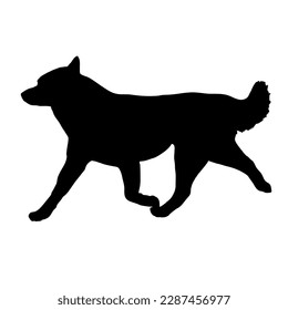  Dog silhouette. Dog is running. Pet