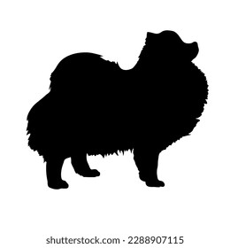  Dog silhouette.Pomeranian Spitz Pet. Animal. Vector isolated. Dog breed