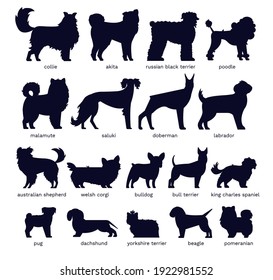 Dog silhouettes. Various breed. Doberman, malamute and labrador, poodle and corgi, bulldog and pug. Isolated vector set. Collection of pets or domestic animals as collie, akita and dachshund