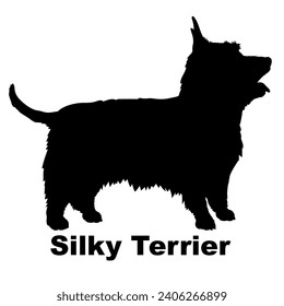 Dog Silky Terrier silhouette Breeds Bundle Dogs on the move. Dogs in different poses.
The dog jumps, the dog runs. The dog is sitting lying down playing
