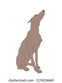 dog sitting color pattern, vector, white background