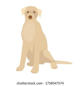 The dog is sitting. Labrador. Golden retriever. Vector illustration. Isolated on a white background.