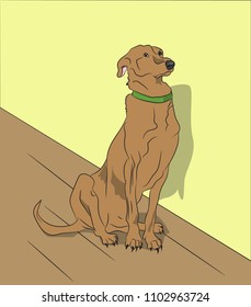 dog sitting in a room, vector, color