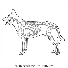 Sistema esquelético de perro en un bosquejo de fondo blanco dibujo manual ilustración vectorial