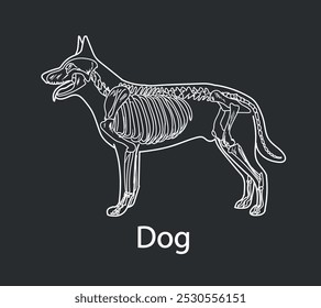 Dog skeletal system on a white background sketch hand drawing vector illustration