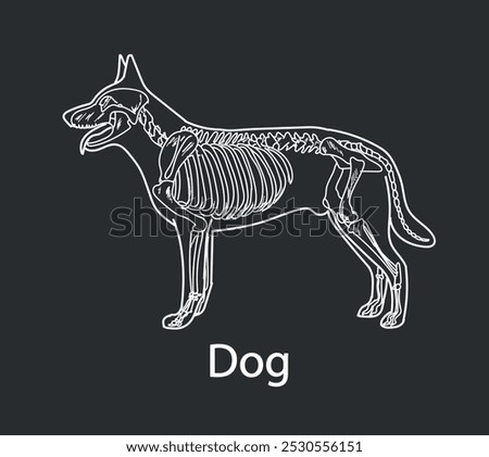 Dog skeletal system on a white background sketch hand drawing vector illustration
