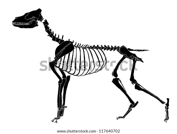 dog skeleton shirt