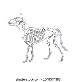 Dog Skeleton. Isolated Vector Object On White Background.