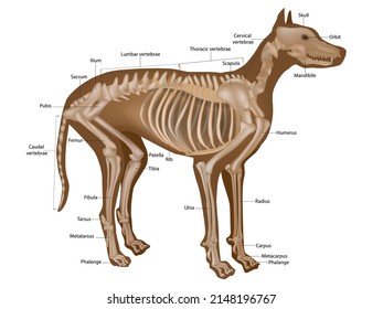 Dog Skeleton With Major Bone Elements. Canine Skeleton Veterinary. Anatomy