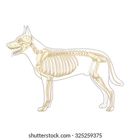 Dog Skeleton Veterinary Vector Illustration Dog Stock Vector (Royalty ...