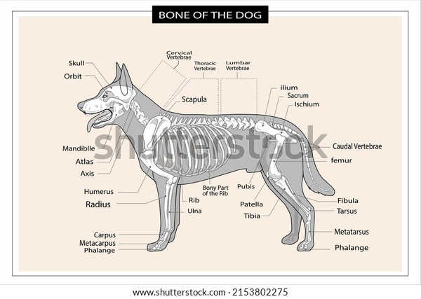 Dog skeleton veterinary vector illustration, dog\
osteology, bones. vector