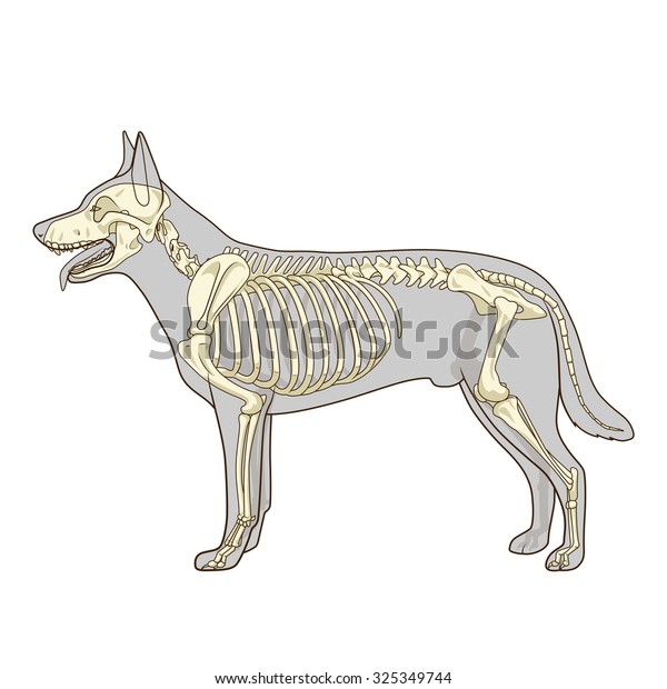 Squelette De Chien Illustration Vectorielle Veterinaire Image Vectorielle De Stock Libre De Droits